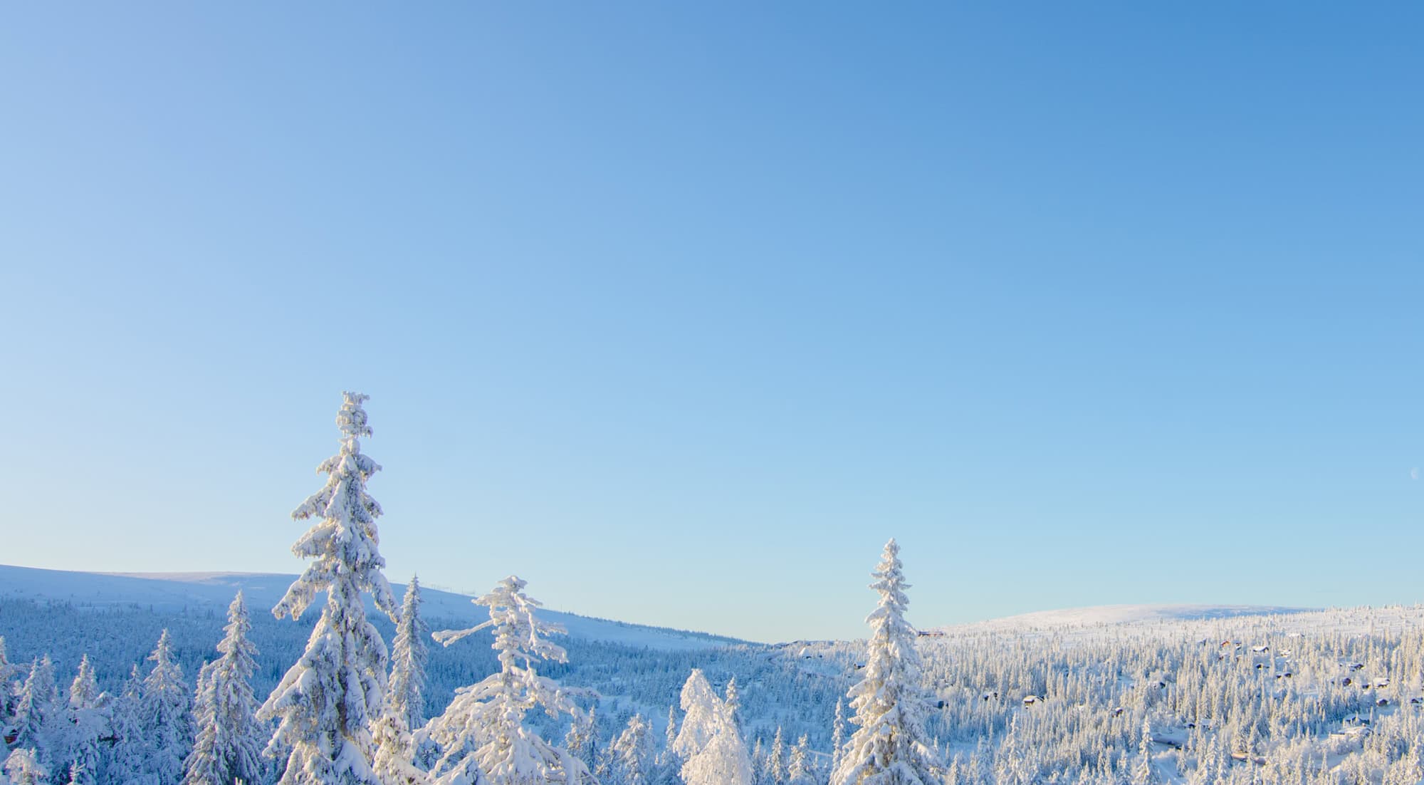 Frostklädda snöiga granar i vintrig skogsmiljö under klar blå himmel, vinterlandskap, naturlig skönhet och friluftsliv.