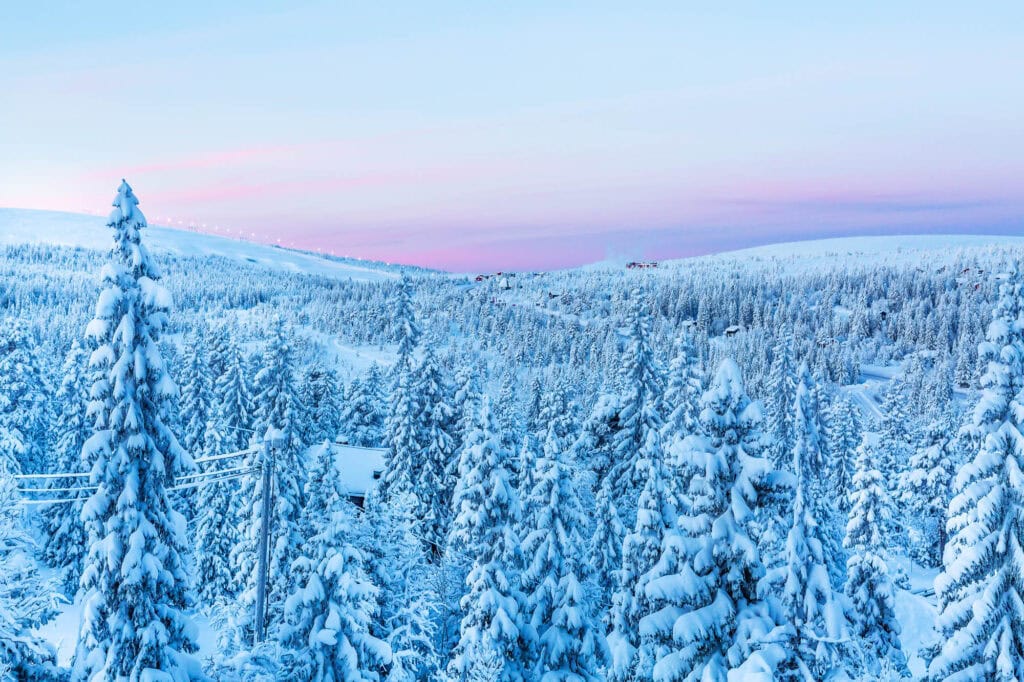 Snöklädda granar i Sälenfjällen med rosa vinterhimmel