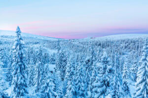 Snedækkede graner i Sälen-bjergene med lyserød vinterhimmel