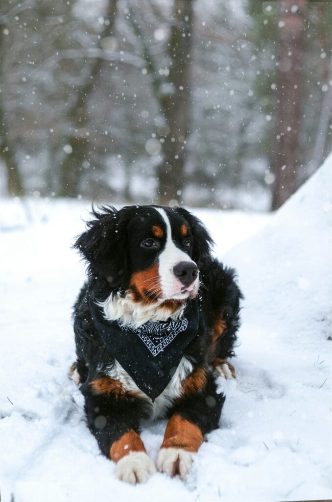 Dog enjoying the snow in Sälen - dog friendly accommodation and activities