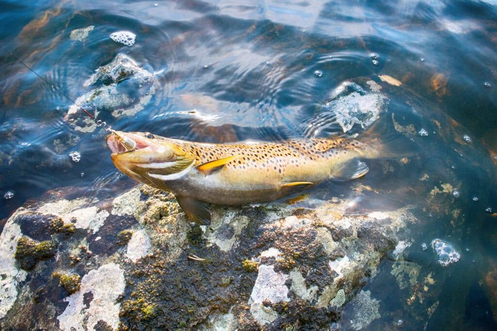 Fångad öring vid en stenig strandkant i klart fjällvatten, krokad på ett spö.