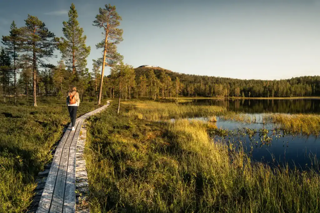 Vandring i Sälen längs spång vid fjällsjö i solnedgång