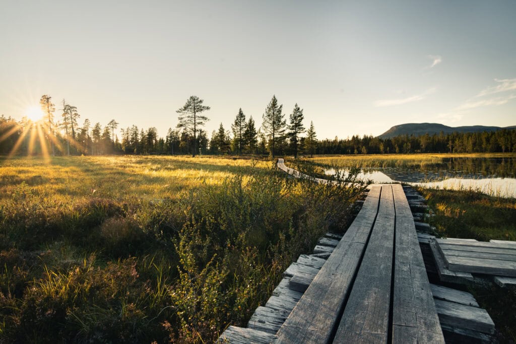 Träspång genom myrmark i Sälenfjällen med solnedgång och fjäll i bakgrunden