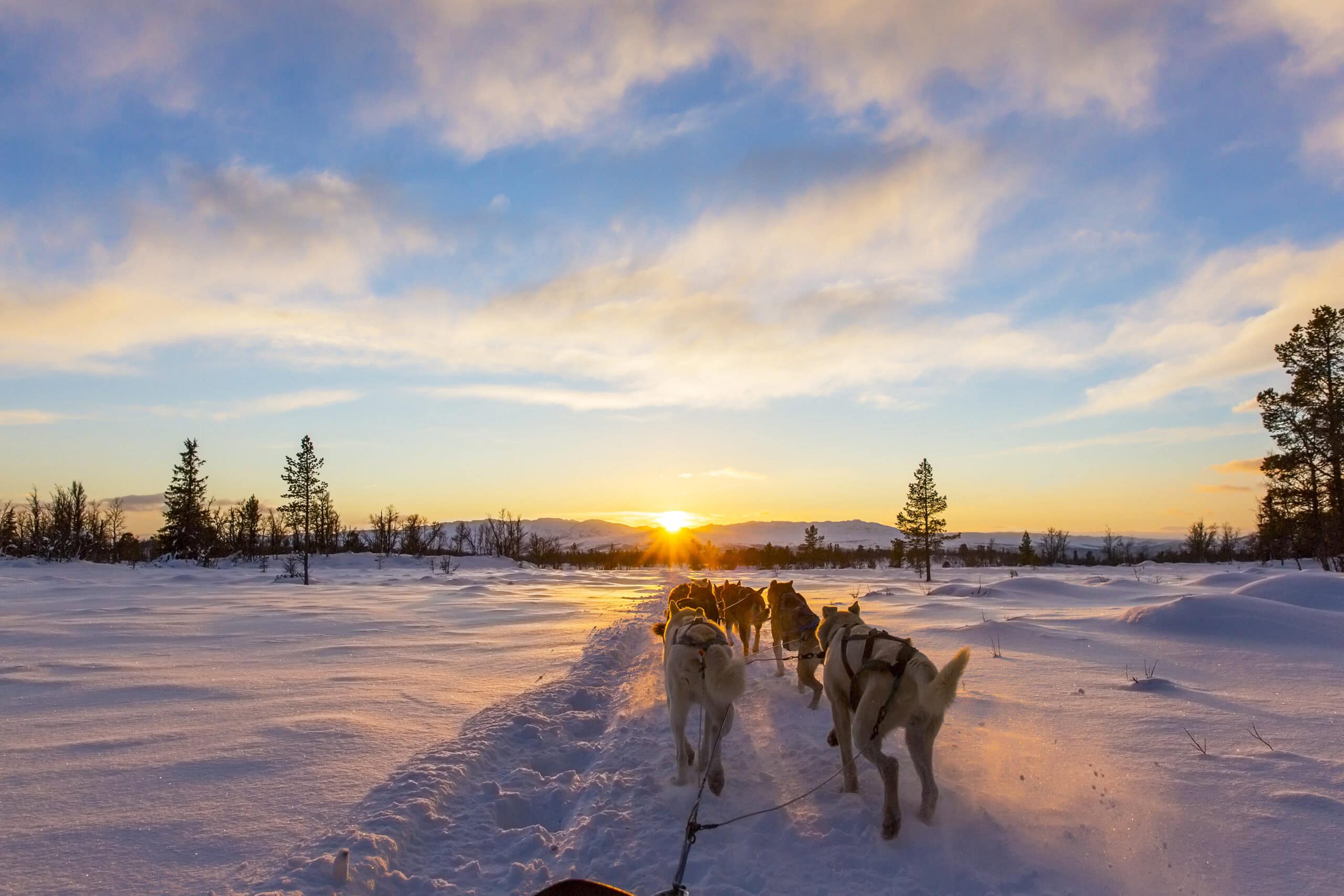 Hundspannstur i Sälenfjällen under solnedgång på snötäckt vinterlandskap