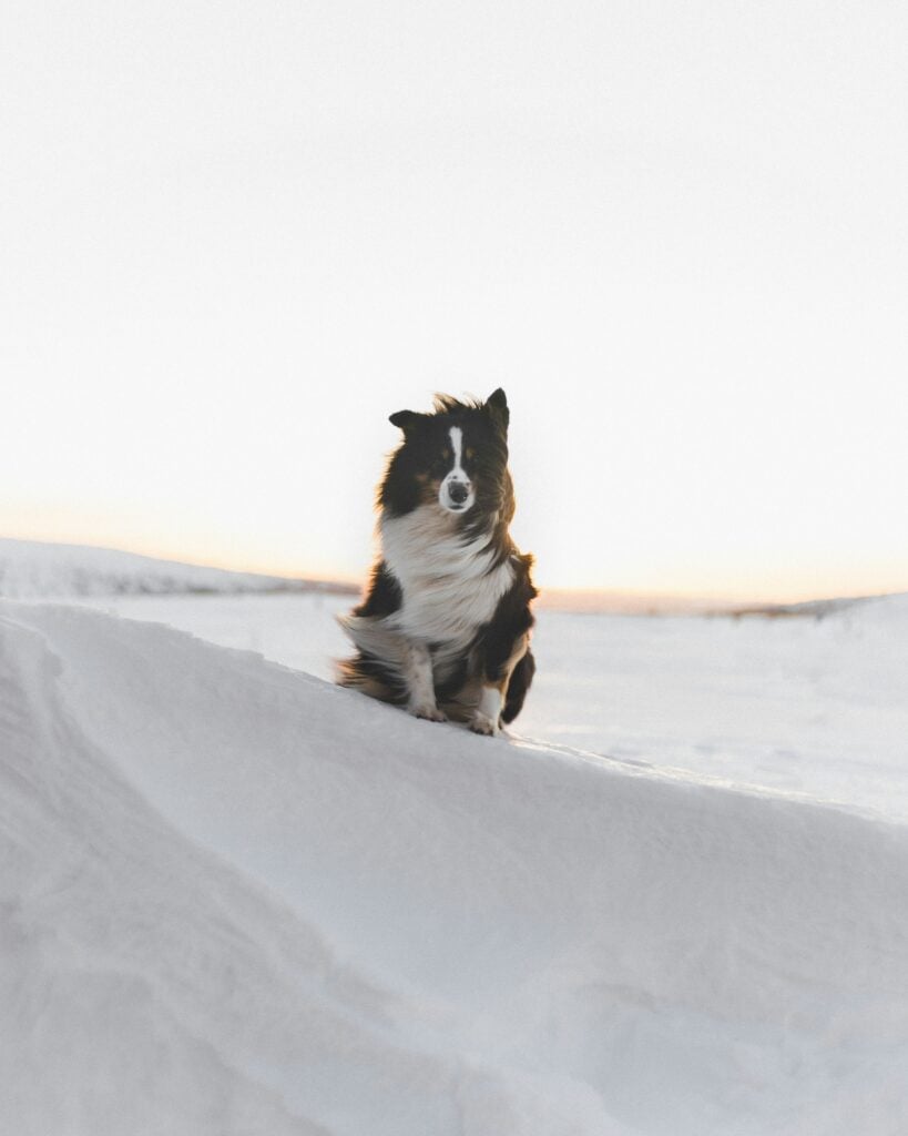 Dog sitting in the snow during sunset in the mountains
