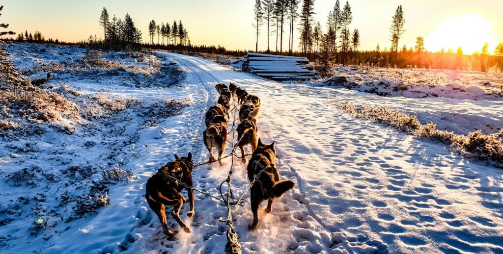 Hundspannstur genom vinterlandskap i solnedgången med snö och fjällskog