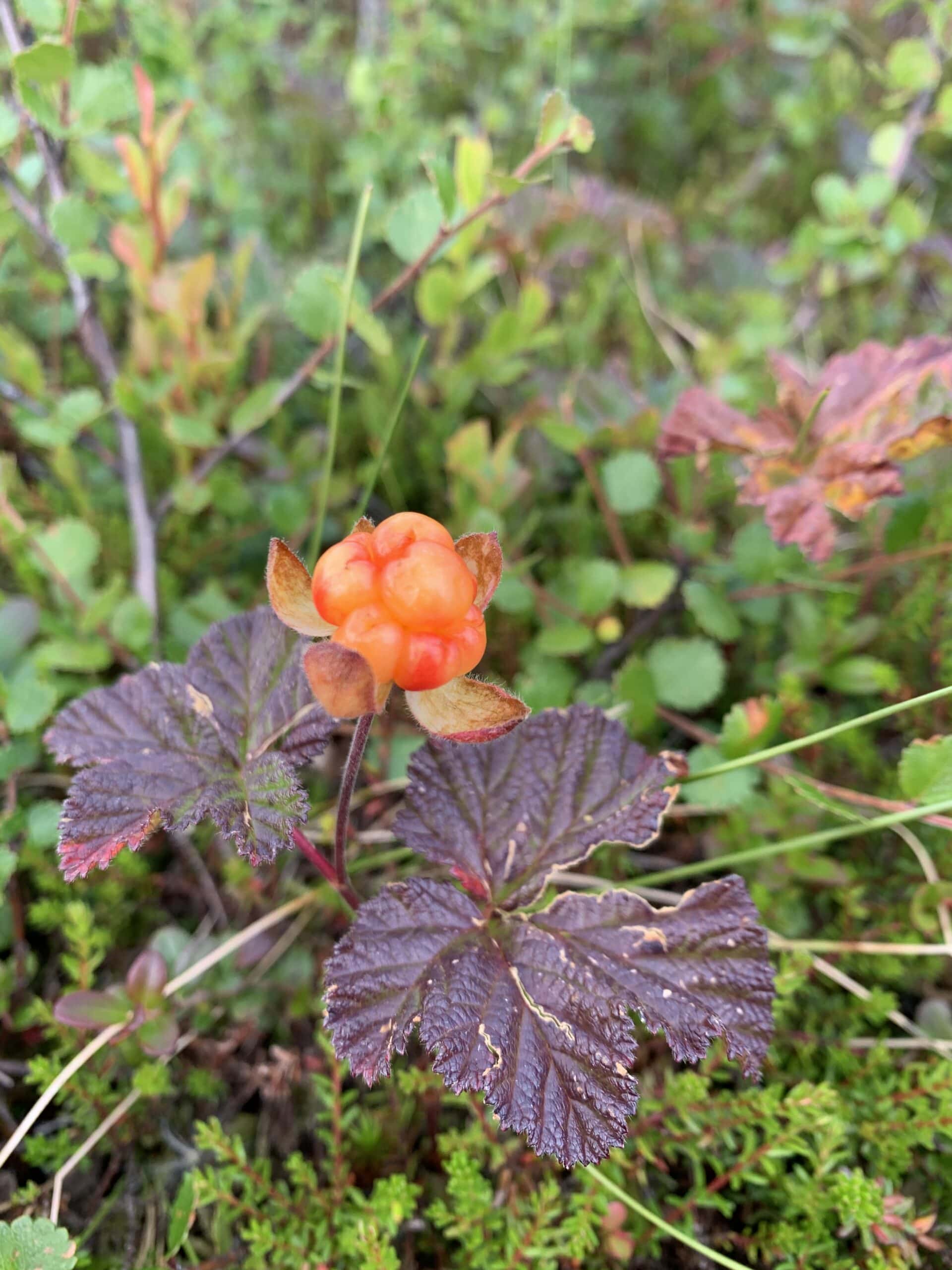 Hjortron i Sälenfjällen under fjällvandring