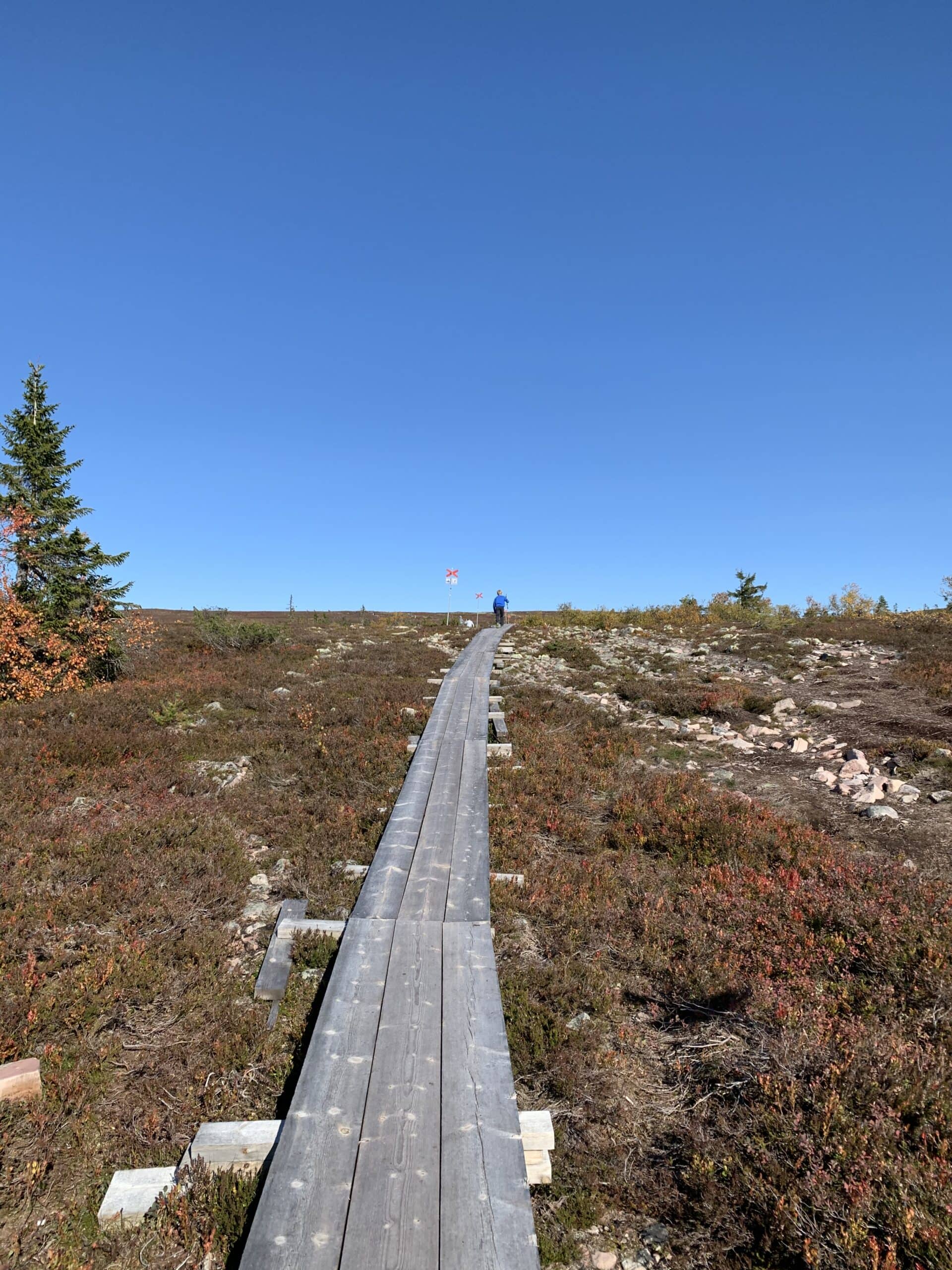 Träspång som leder genom fjällhed i Sälenfjällen under klarblå himmel