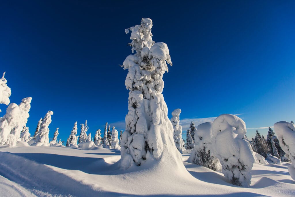Snö kläda träd i Sälen