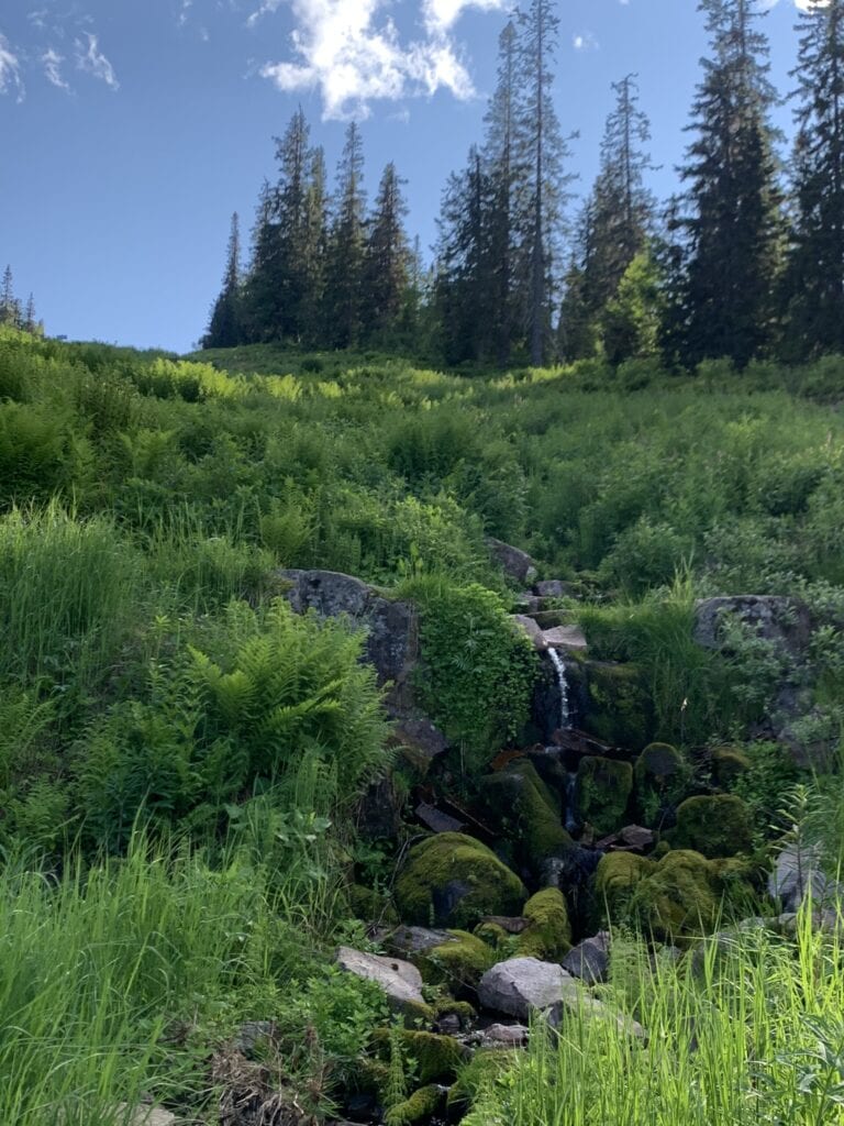 Liten bäck som porlar genom grön fjällskog i Sälen